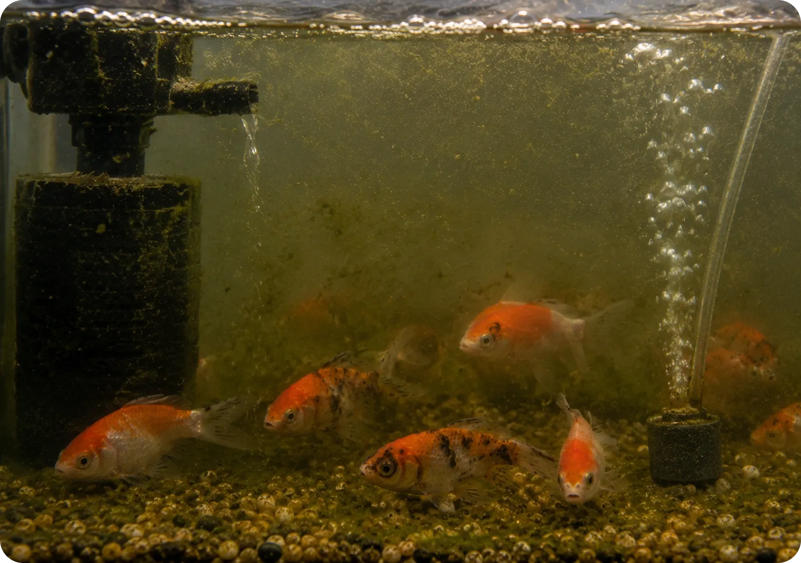 Inadequate Filtration or Aeration